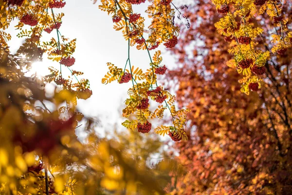 Schöne Aussicht Auf Die Natur Herbstblätter Vogelbeeren Zweige Einem Herbsttag — Stockfoto