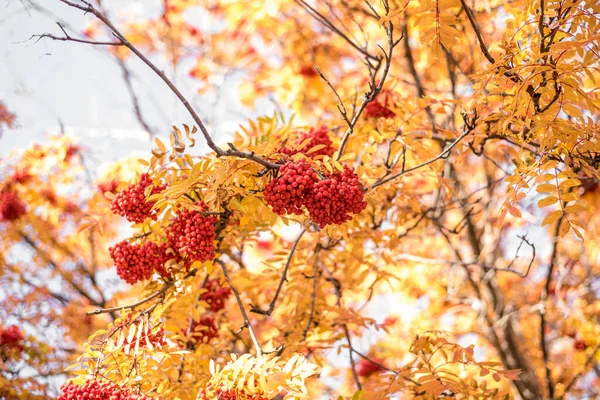 Beautiful View Nature Autumn Leaves Rowan Berries Branches Autumn Day — Stock Photo, Image