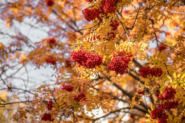Schöne Aussicht Auf Die Natur Herbstblätter Vogelbeeren Zweige Einem Herbsttag — Stockfoto