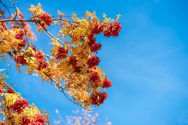 Krásný Výhled Přírodu Podzimní Listí Jeřábí Bobule Větve Podzimní Den — Stock fotografie