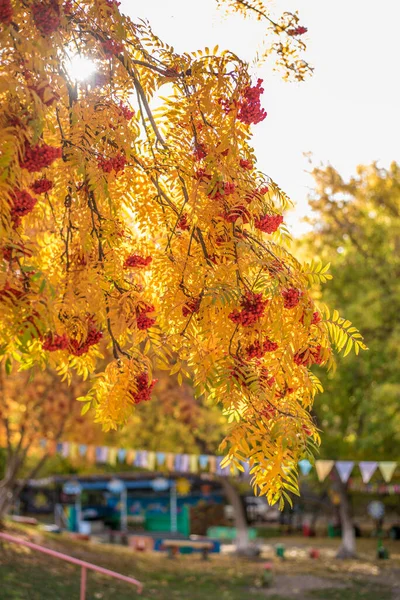 Schöne Aussicht Auf Herbstblätter Von Bäumen Und Sträuchern Park Öffentlicher — Stockfoto