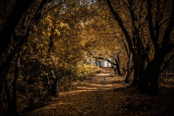 公園内の木々や茂みの秋の葉の美しい景色 午後の公共庭園 — ストック写真