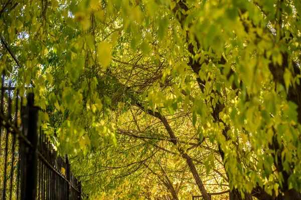 Schöne Aussicht Auf Die Natur Blätter Äste Einem Sommertag — Stockfoto