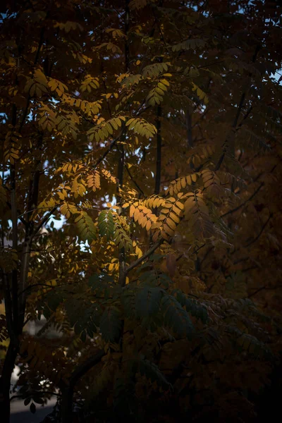 Hermosa Vista Naturaleza Hojas Ramas Árboles Día Otoño —  Fotos de Stock