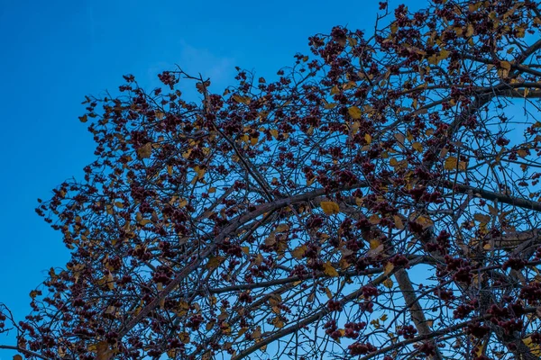 自然の美しい景色 ローワンベリー 空に対する秋の日の枝 — ストック写真