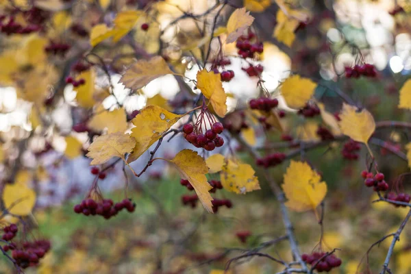 Hermosa Vista Naturaleza Hojas Otoño Bayas Serbal Ramas Día Otoño — Foto de Stock