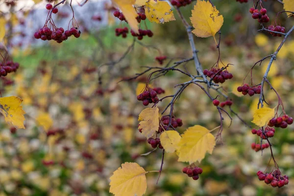 Hermosa Vista Naturaleza Hojas Otoño Bayas Serbal Ramas Día Otoño — Foto de Stock