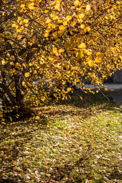自然の美しい景色 日中は秋の地面に横たわっている葉 — ストック写真