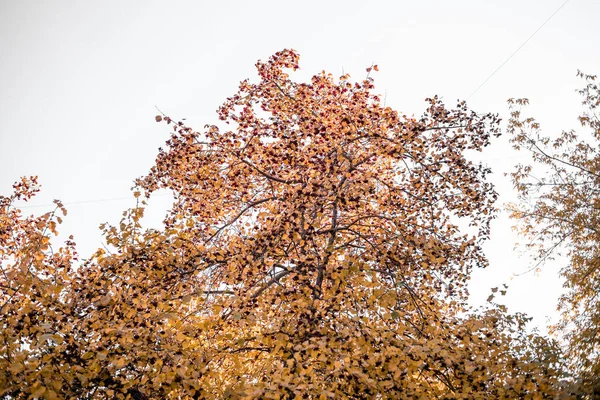 Hermosa Vista Naturaleza Hojas Otoño Bayas Serbal Ramas Día Otoño — Foto de Stock