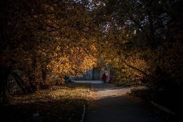 Piękny Widok Przyrodę Jesienne Liście Gałęzie Drzew Alejki Drogi Jesienią — Zdjęcie stockowe