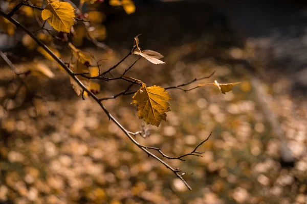 Krásný Výhled Přírodu Listí Ležící Podzimní Půdě Během Dne — Stock fotografie