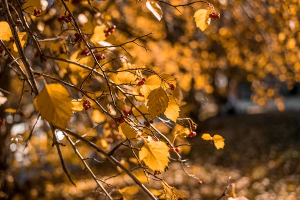 Krásný Výhled Přírodu Listí Ležící Podzimní Půdě Během Dne — Stock fotografie