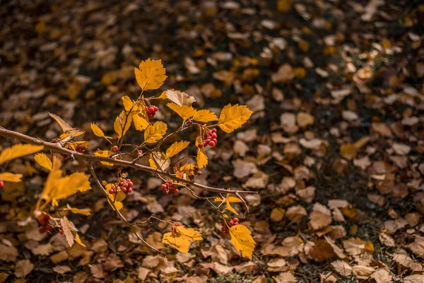 Krásný Výhled Přírodu Podzimní Listy Jeřábí Bobule Větve Podzimní Den — Stock fotografie