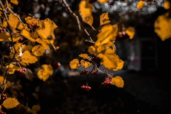 Gyönyörű Kilátás Nyílik Természetre Őszi Levelek Szeder Ágak Egy Őszi — Stock Fotó