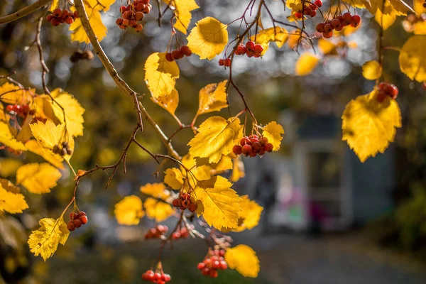 Krásný Výhled Přírodu Podzimní Listy Jeřábí Bobule Větve Podzimní Den — Stock fotografie