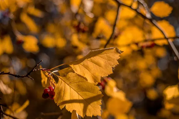 Beautiful View Nature Autumn Leaves Rowan Berries Branches Autumn Day — Stock Photo, Image