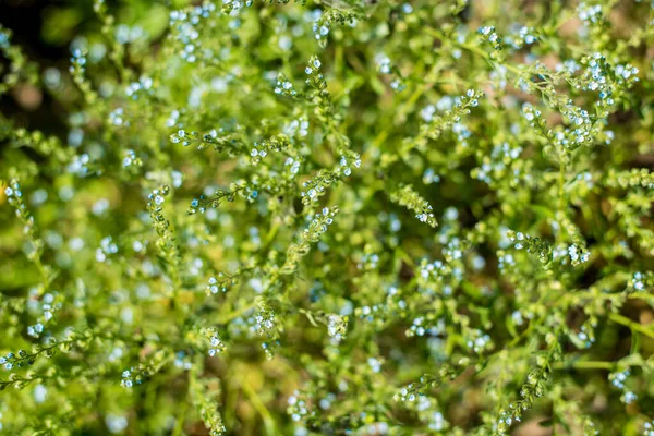 Vackra Vilda Blommor Fälten Från Nära Vinkel Sommardag — Stockfoto