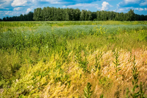 Bela Vista Paisagem Natureza Florestas Campos Contra Céu Azul Com — Fotografia de Stock