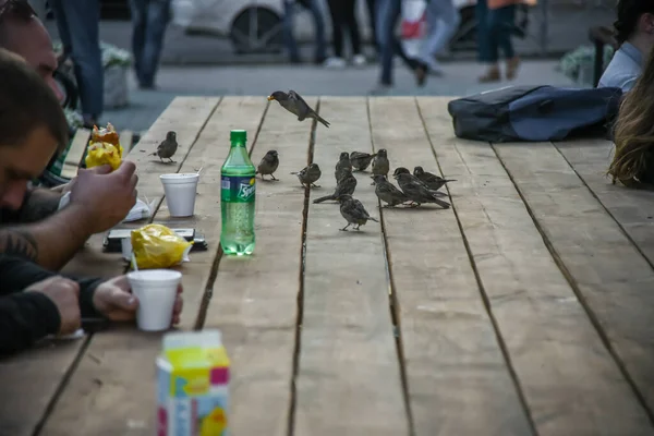Novosibirsk Russia August 2019 Beautiful View Sparrows Peck Crumbs People — Stock Photo, Image