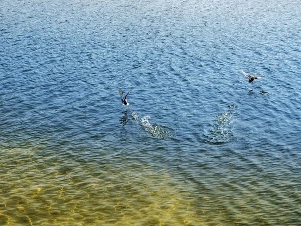 Bela Superfície Água Colorida Com Pequenas Ondulações Com Patos Voadores — Fotografia de Stock