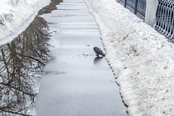 1つの孤独な鳩の美しい景色とシーン 遊歩道 冬の道路でのパン粉狩り — ストック写真