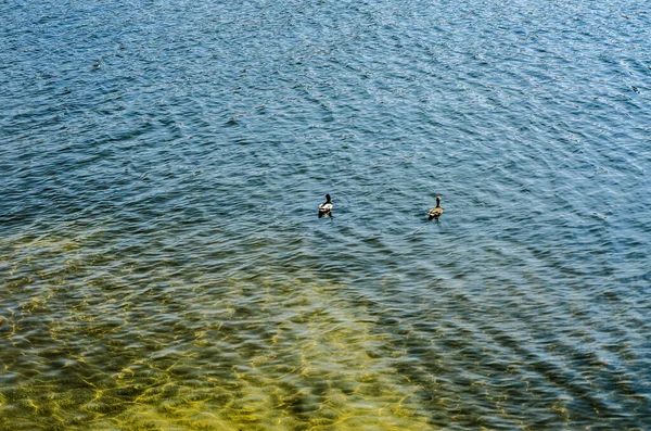 Beautiful Colorful Water Surface Small Ripples Flying Ducks — Stock Photo, Image