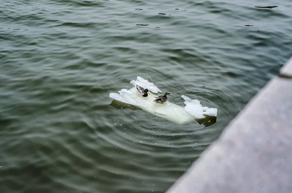 Hermosos Dos Patos Domésticos Salvajes Nadan Río Lago Estanque Témpano —  Fotos de Stock