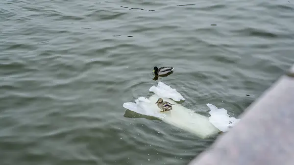 Hermosos Dos Patos Domésticos Salvajes Nadan Río Lago Estanque Témpano —  Fotos de Stock