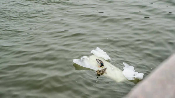 Belos Dois Patos Domésticos Selvagens Nadam Rio Lago Lagoa Bloco — Fotografia de Stock