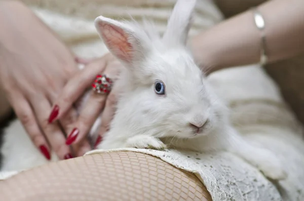 一个年轻姑娘的概念性画像 一个身穿白衣的女人 坐在扶手椅上 一只白兔 一只野兔 一只宠物 住在宾馆房间里的公寓里 — 图库照片