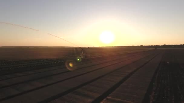 Поле Плантація Салату Сході Сонця Захід Сонця Відкритому Повітрі Круки — стокове відео