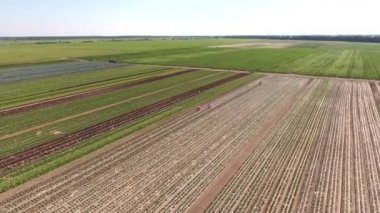 Bir grup insan tarlada çalışıyor, marul yetiştirme, farklı bitkiler, farklı bitkiler. Hava görüntüleri