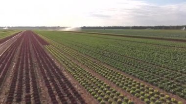 Marul tarlası, fidanlık, farklı bitkiler, fıskiyeler, sulama makineleri, sulama. Hava görüntüleri