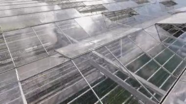 Marul hidroponiği için parlak, modern cam sera ısıtıcısı, ekin yetiştirme. Kırsal alan, güneşli gün, hava görüntüleri.