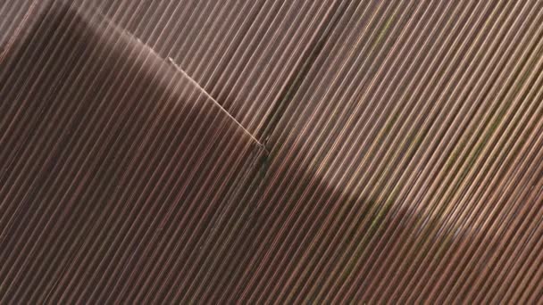 散水フィールド レタス屋外のプランテーション スプレーフィールド 散水用機械 空中映像 トップビュー 幾何学的な生 — ストック動画