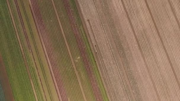 Groupe de personnes travaillent sur le terrain, plantation de laitue en plein air, les crues de différentes plantes, champ de pulvérisation, les crues de différentes plantes. Images Aériennes, vue Aérienne 