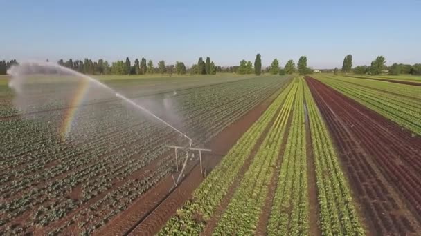 Sprinklersprayfält Sallad Utomhus Plantering Rävar Olika Växter Maskiner För Bevattning — Stockvideo