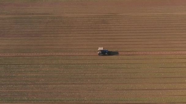 拖拉机在田里开着车 在户外种植莴苣 空中录像 — 图库视频影像