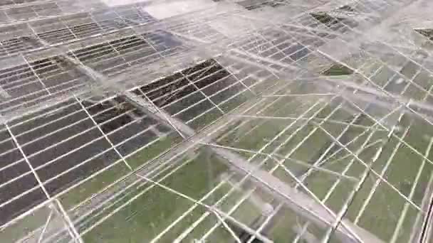 Lumineux Serre Verre Moderne Chaud Pour Laitue Hydroponique Plantation Zone — Video