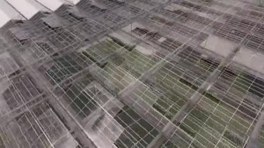 Marul hidroponiği için parlak, modern cam sera ısıtıcısı, ekin yetiştirme. Kırsal alan, güneşli gün, hava görüntüleri.