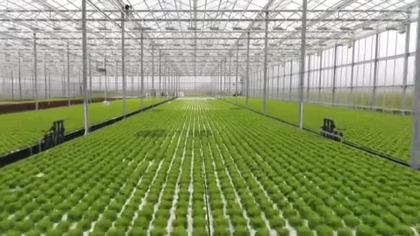 绿色的莴苣生长在一个明亮的现代玻璃温室里 温暖的房子里 — 图库视频影像