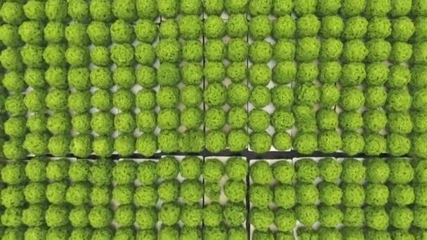 Grüner Salatanbau Plantage Hydroponik Muster Draufsicht — Stockvideo