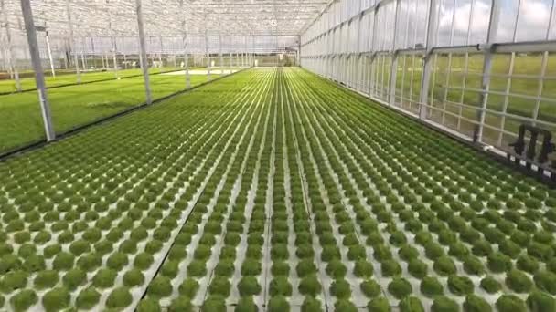 Grüner Salat Der Einem Großen Hellen Modernen Glasgewächshaus Wächst Wärmehaus — Stockvideo