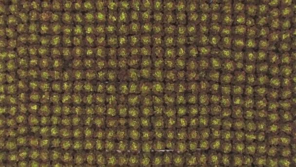 Cultivo Lechuga Roja Plantación Hidroponía Patrón Vista Superior — Vídeo de stock