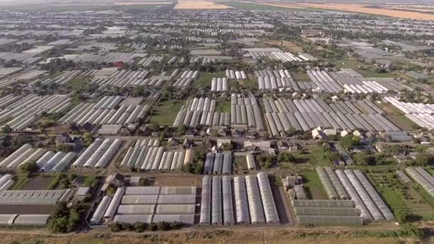 Dorp Grote Groep Kassen Kassen Warmhuizen Plantages Zomer Luchtbeelden — Stockvideo