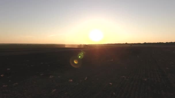 Veld Aanplant Van Sla Bij Zonsopgang Zonsondergang Buiten Rauwen Van — Stockvideo