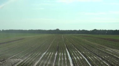 Marul tarlası, açık alan, farklı bitkiler, sulama, sulama, sulama, sulama makineleri, sulama. Yavaş çekim