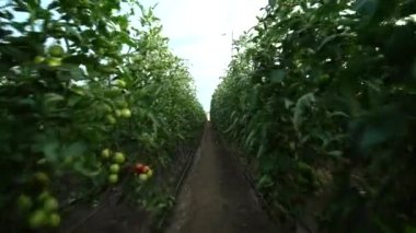 Yeşil ve kırmızı domates bitkileri sera çiftliğinin içinde. Hareket, ağır çekim