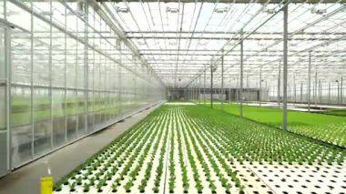 Büyük, parlak, modern bir serada yetişen yeşil ve kırmızı marul, sıcak bir ev. Hidrofonik, plantasyon, şablon