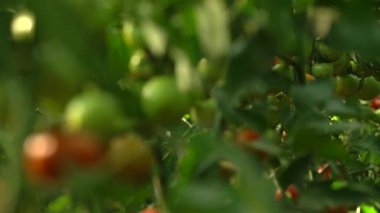 Yeşil ve kırmızı domates dalları sera tarlasında. Yeniden Odaklanıyor